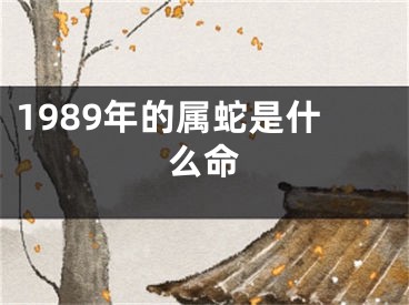 1989年的属蛇是什么命