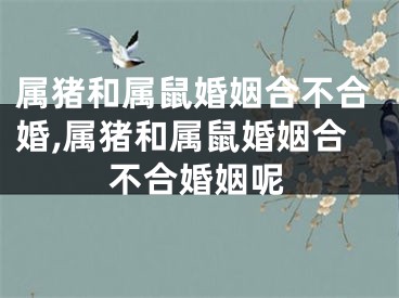 属猪和属鼠婚姻合不合婚,属猪和属鼠婚姻合不合婚姻呢