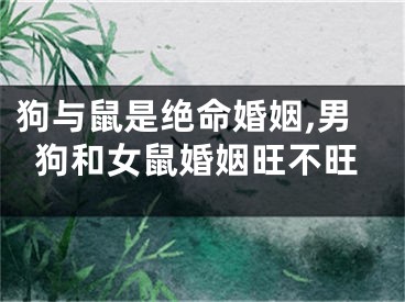 狗与鼠是绝命婚姻,男狗和女鼠婚姻旺不旺