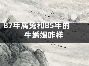 87年属兔和85年的牛婚姻咋样