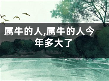 属牛的人,属牛的人今年多大了