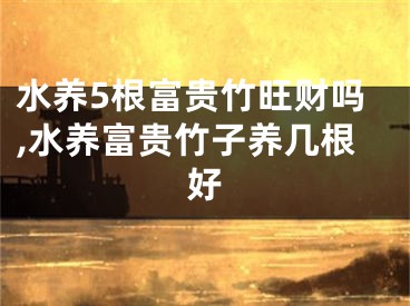 水养5根富贵竹旺财吗,水养富贵竹子养几根好