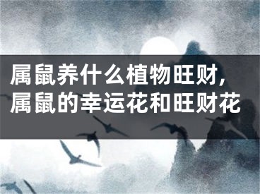 属鼠养什么植物旺财,属鼠的幸运花和旺财花