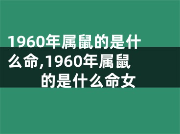 1960年属鼠的是什么命,1960年属鼠的是什么命女