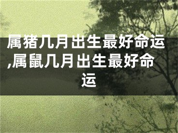属猪几月出生最好命运,属鼠几月出生最好命运