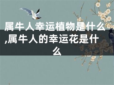 属牛人幸运植物是什么,属牛人的幸运花是什么