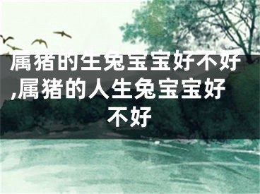 属猪的生兔宝宝好不好,属猪的人生兔宝宝好不好