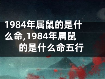 1984年属鼠的是什么命,1984年属鼠的是什么命五行