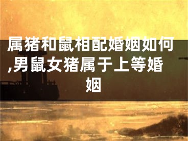 属猪和鼠相配婚姻如何,男鼠女猪属于上等婚姻