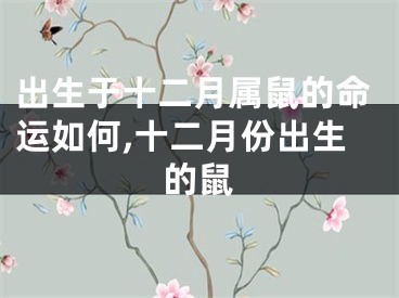 出生于十二月属鼠的命运如何,十二月份出生的鼠
