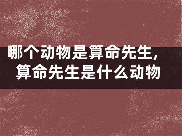 哪个动物是算命先生,算命先生是什么动物