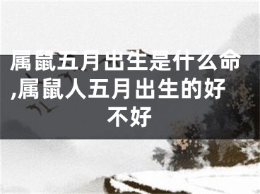 属鼠五月出生是什么命,属鼠人五月出生的好不好