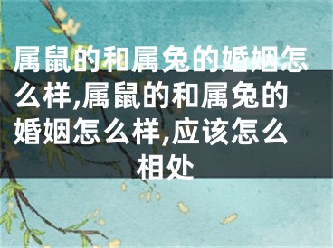 属鼠的和属兔的婚姻怎么样,属鼠的和属兔的婚姻怎么样,应该怎么相处