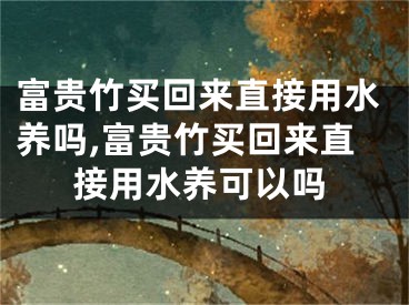 富贵竹买回来直接用水养吗,富贵竹买回来直接用水养可以吗