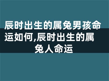 辰时出生的属兔男孩命运如何,辰时出生的属兔人命运