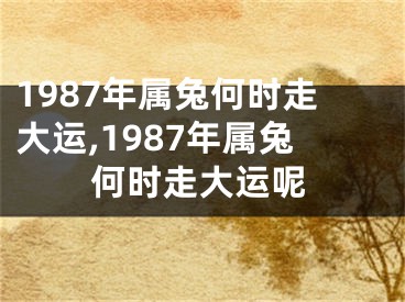 1987年属兔何时走大运,1987年属兔何时走大运呢