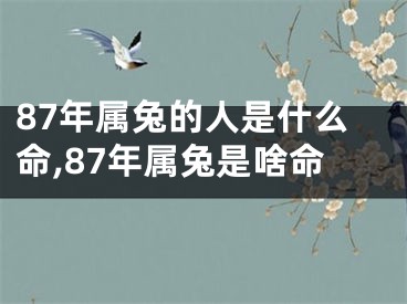 87年属兔的人是什么命,87年属兔是啥命