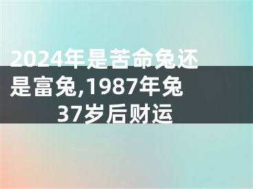 2024年是苦命兔还是富兔,1987年兔37岁后财运