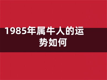 1985年属牛人的运势如何