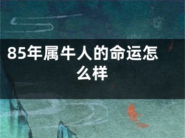 85年属牛人的命运怎么样