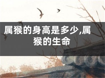 属猴的身高是多少,属猴的生命