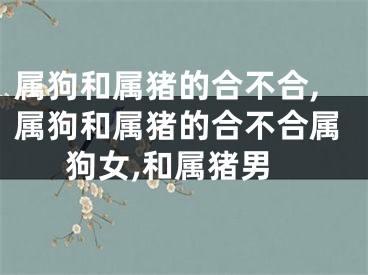 属狗和属猪的合不合,属狗和属猪的合不合属狗女,和属猪男