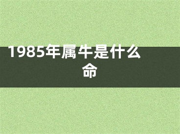1985年属牛是什么命
