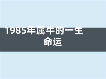 1985年属牛的一生命运