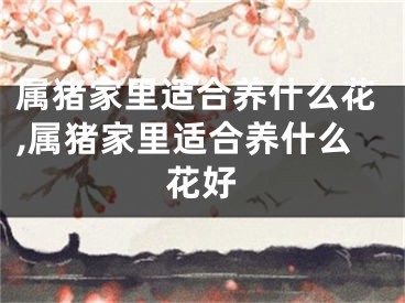 属猪家里适合养什么花,属猪家里适合养什么花好
