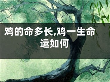 鸡的命多长,鸡一生命运如何