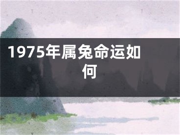 1975年属兔命运如何
