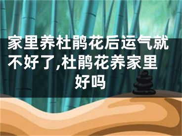 家里养杜鹃花后运气就不好了,杜鹃花养家里好吗