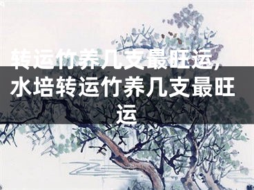 转运竹养几支最旺运,水培转运竹养几支最旺运