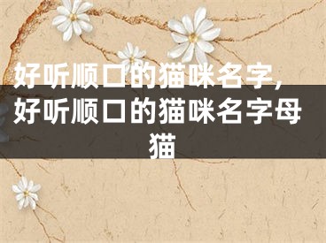 好听顺口的猫咪名字,好听顺口的猫咪名字母猫