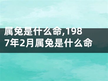 属兔是什么命,1987年2月属兔是什么命