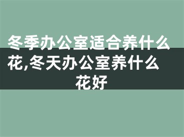 冬季办公室适合养什么花,冬天办公室养什么花好