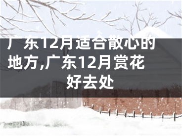 广东12月适合散心的地方,广东12月赏花好去处