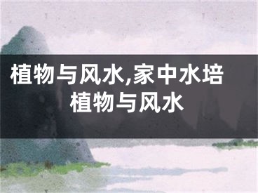 植物与风水,家中水培植物与风水