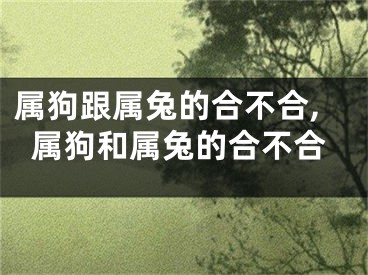 属狗跟属兔的合不合,属狗和属兔的合不合