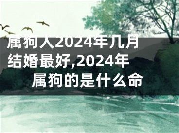 属狗人2024年几月结婚最好,2024年属狗的是什么命