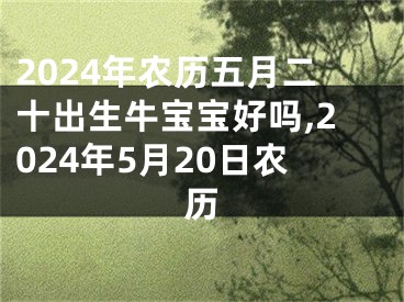 2024年农历五月二十出生牛宝宝好吗,2024年5月20日农历