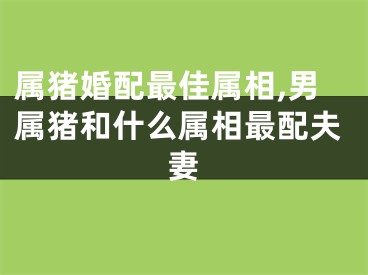 属猪婚配最佳属相,男属猪和什么属相最配夫妻