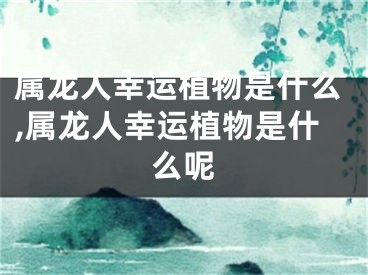 属龙人幸运植物是什么,属龙人幸运植物是什么呢