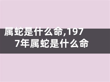 属蛇是什么命,1977年属蛇是什么命