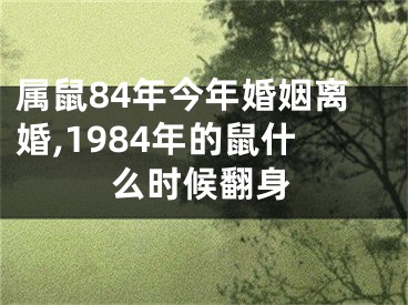 属鼠84年今年婚姻离婚,1984年的鼠什么时候翻身