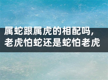 属蛇跟属虎的相配吗,老虎怕蛇还是蛇怕老虎