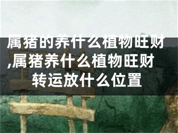 属猪的养什么植物旺财,属猪养什么植物旺财转运放什么位置
