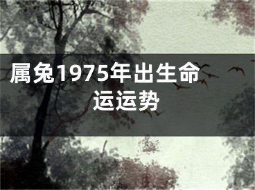 属兔1975年出生命运运势