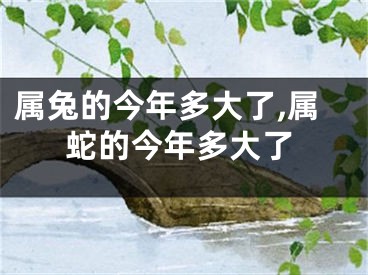 属兔的今年多大了,属蛇的今年多大了