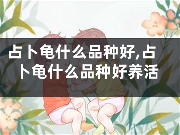 占卜龟什么品种好,占卜龟什么品种好养活